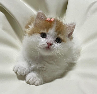 fluffy little bun of a kitten